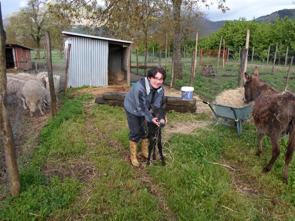مونتيلا Azienda Agrituristica Pericle المظهر الخارجي الصورة