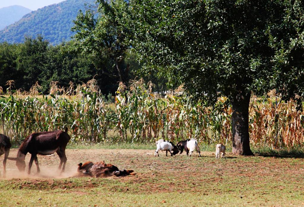 مونتيلا Azienda Agrituristica Pericle المظهر الخارجي الصورة