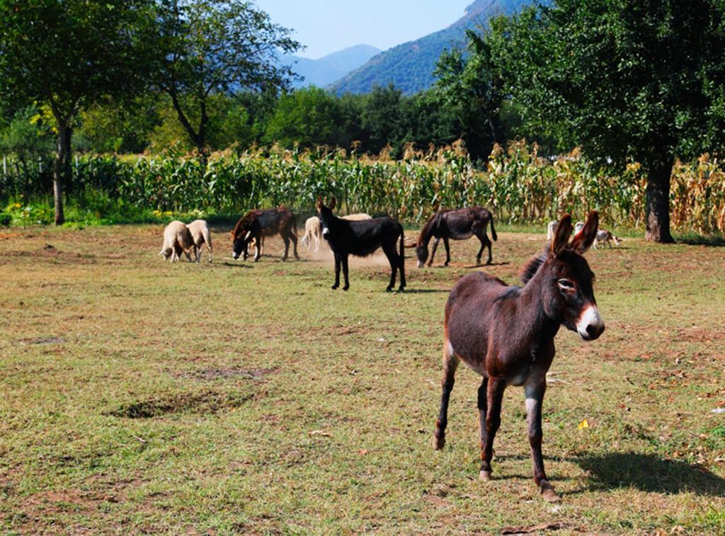مونتيلا Azienda Agrituristica Pericle المظهر الخارجي الصورة